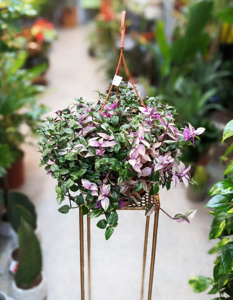 Inchplant flower.webp