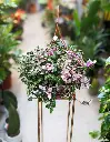 Inchplant flower.webp