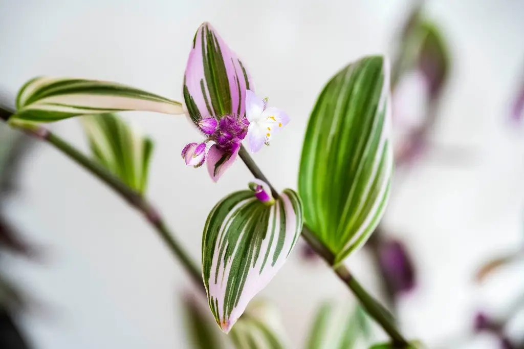 Inchplant flower 2.webp