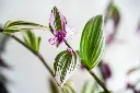 Inchplant flower 2.webp