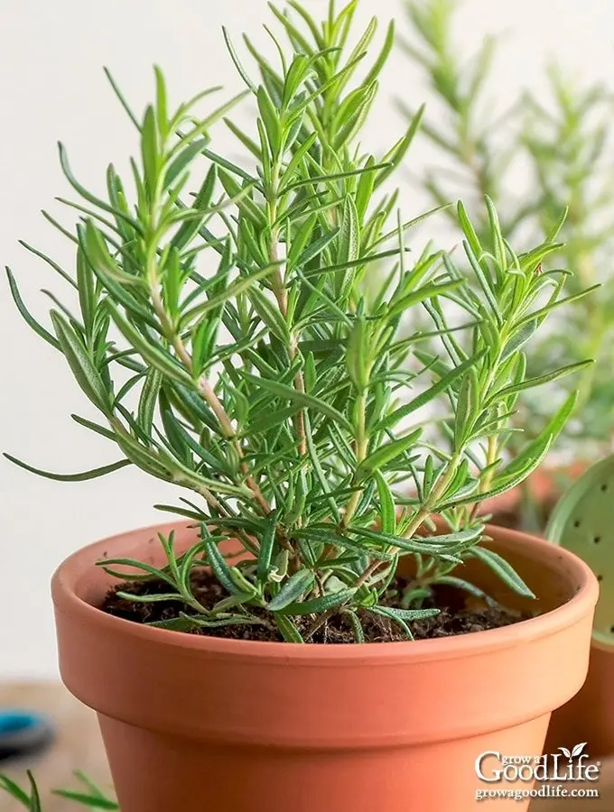 Rosemary 1.webp