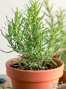 Rosemary 1.webp