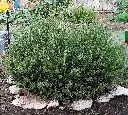Rosemary  2.webp