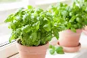 Basil.webp