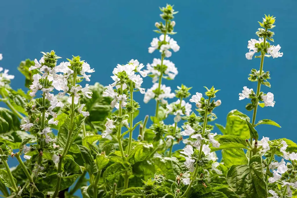 Basil 4.webp