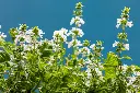 Basil 4.webp
