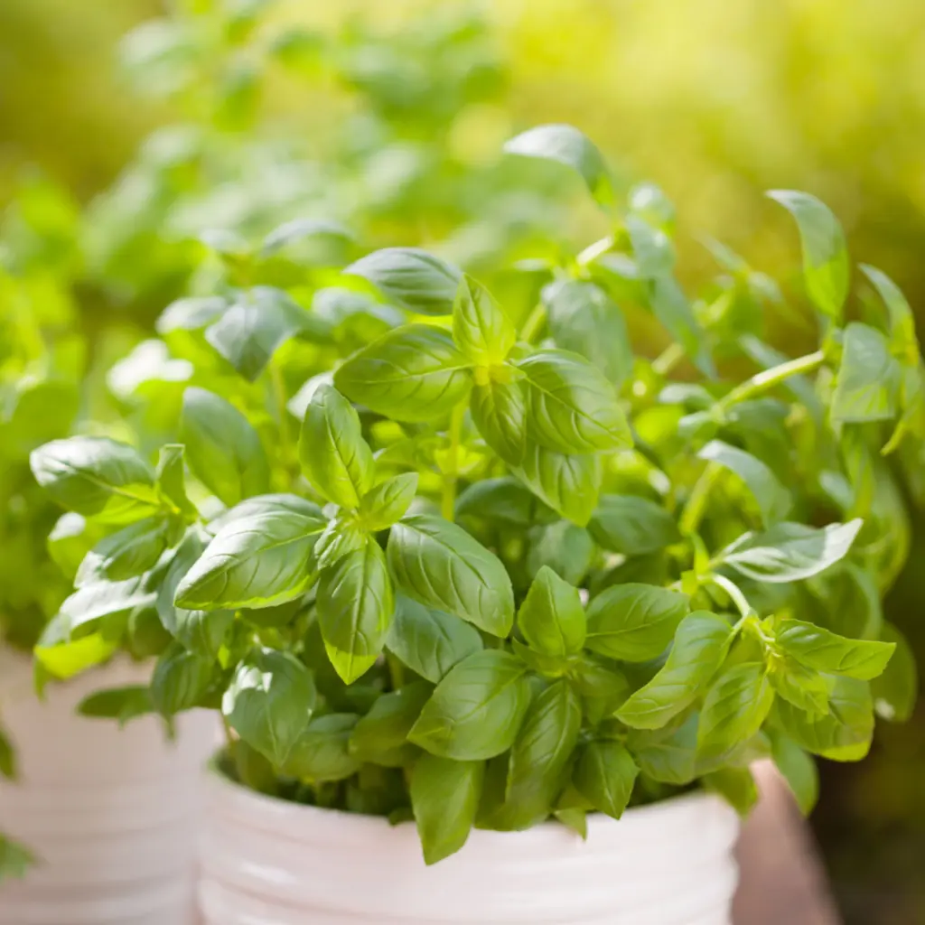 Basil 3.webp