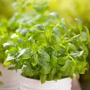 Basil 3.webp