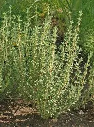 Thyme 1.webp