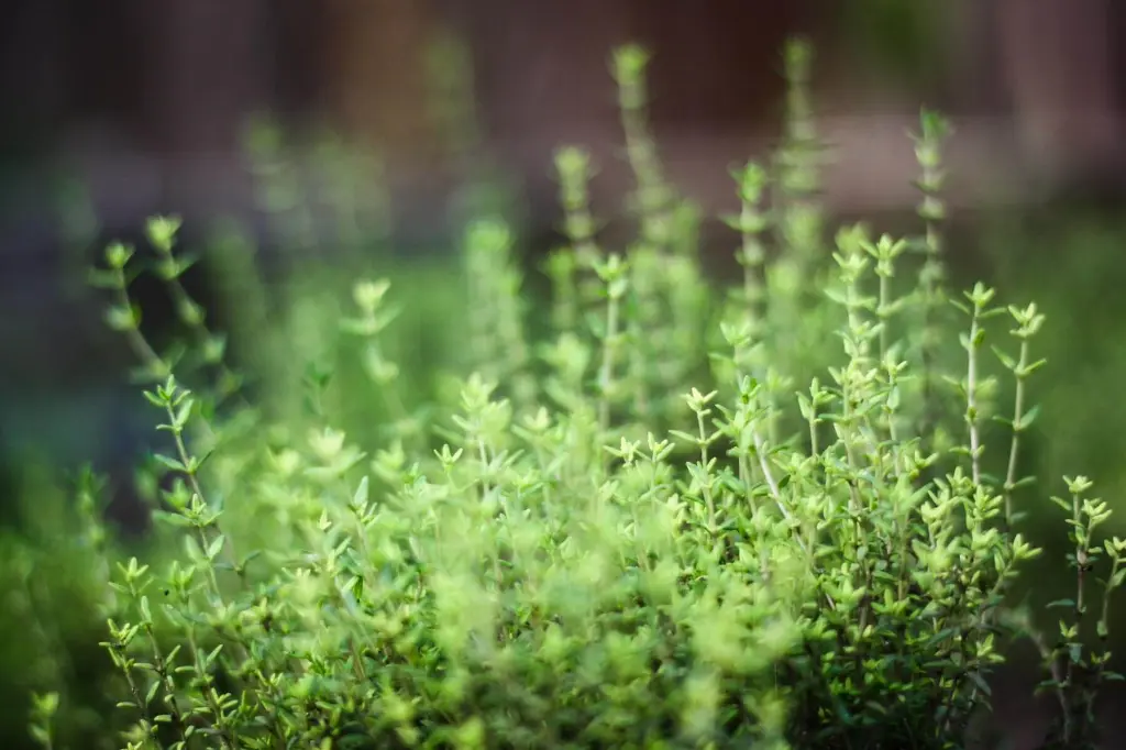Thyme.webp