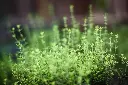 Thyme.webp