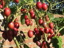 tree-tomato.webp