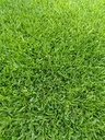 Buffalo Grass