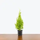 Lemon Cypress Tree
