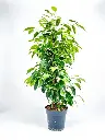 Weeping Fig Tree