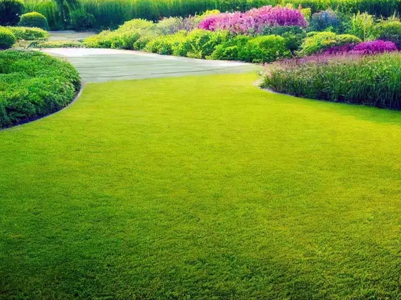 Arabic grass