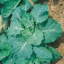 Sukuma