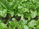 Spinach