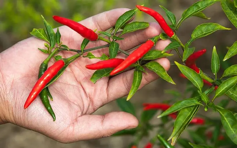Red chilies