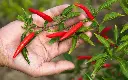 Red chilies