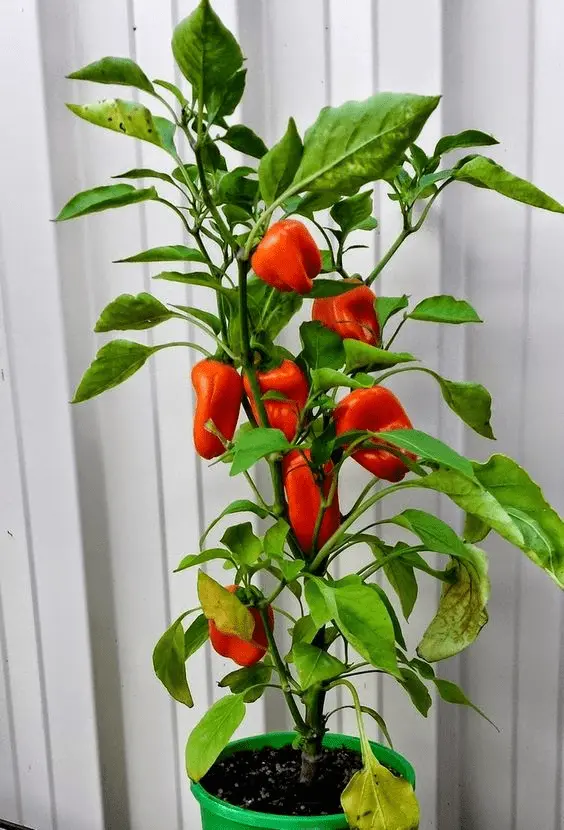 Capsicums (Sweet Bell Peppers)