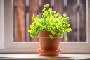 Coriander (Dhania)
