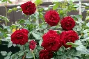 Ever Red Rose