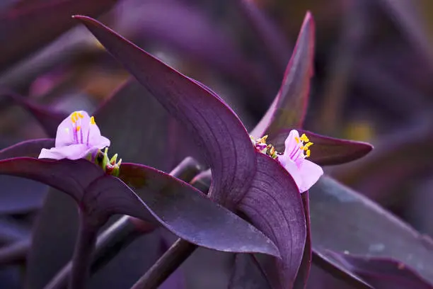 Inch plant flower