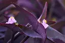 Inch plant flower