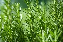 Rosemary Plant (Herb)