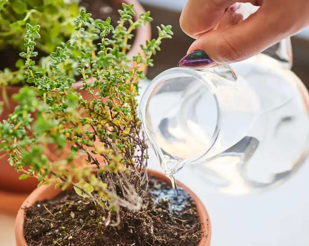 Thyme