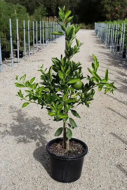 Blood Orange Seedlings