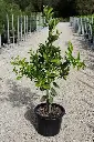 Blood Orange Seedlings