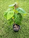 Grafted Tree Tomato