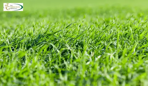 Bermuda Grass