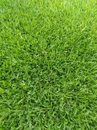 Buffalo Grass