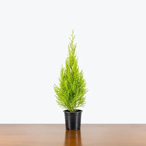Lemon Cypress Tree