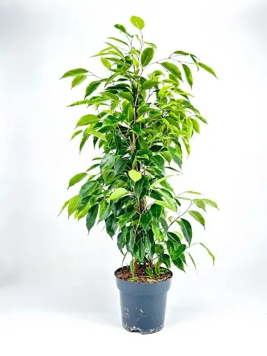 Weeping Fig Tree