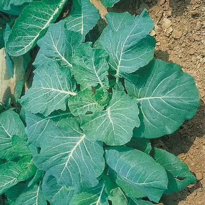 Sukuma