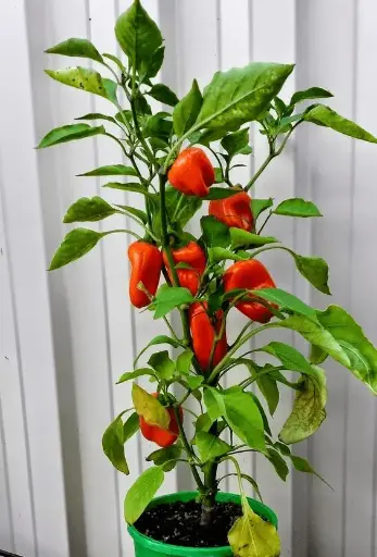 Capsicums (Sweet Bell Peppers)