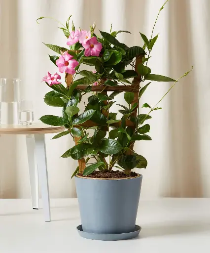 Mandevilla