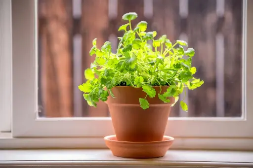 Coriander (Dhania)