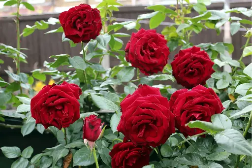 Ever Red Rose