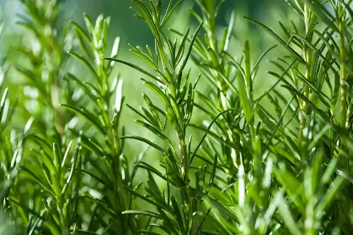 Rosemary Plant (Herb)