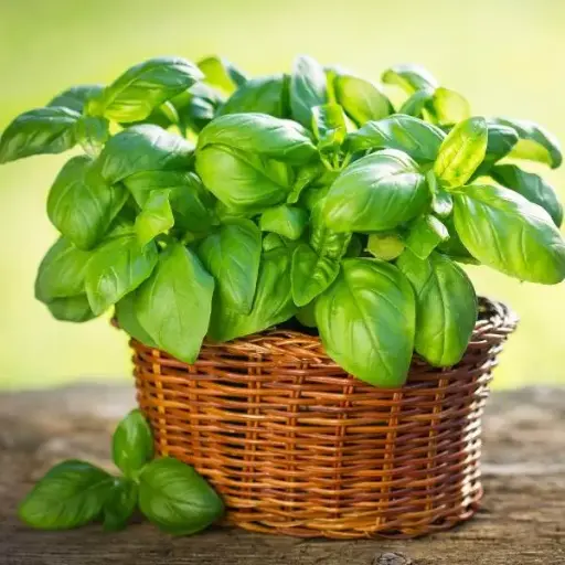 Basil (Sweet Basil)