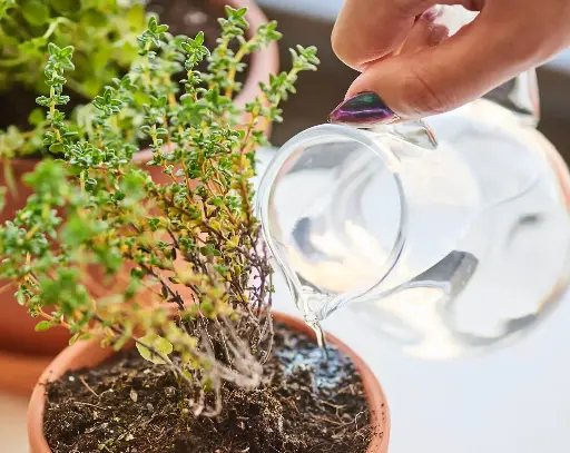 Thyme
