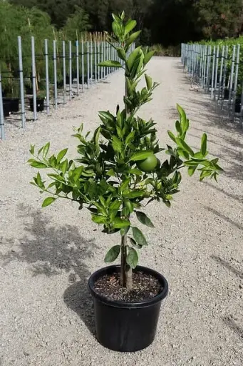 Blood Orange Seedlings