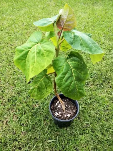 Grafted Tree Tomato